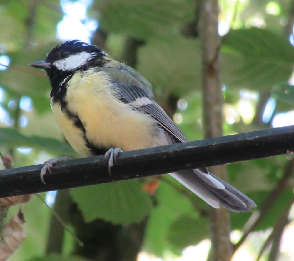 Mésange