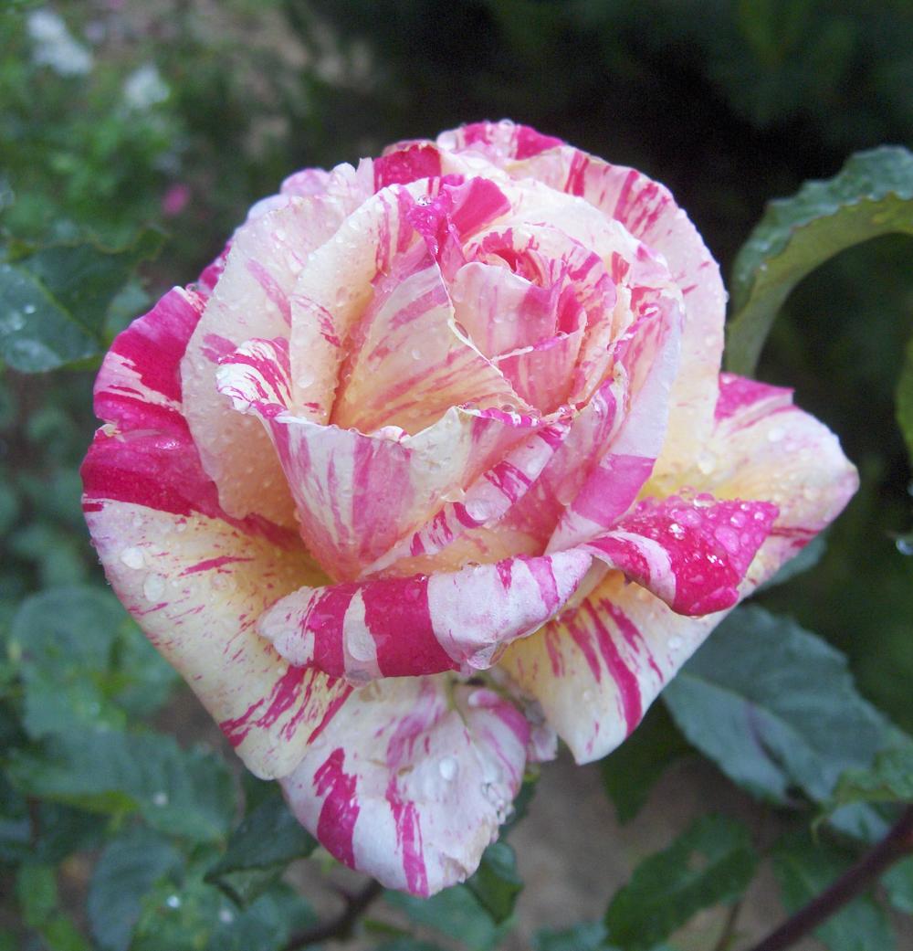 rose de la Roseraie de Vendée